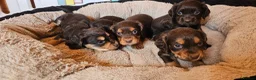 Cocker Spaniel dogs for sale: 5 STUNNING KC WORKING TYPE COCKER SPANIELS  - Advert 29