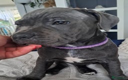 Staffordshire Bull Terrier dogs for sale: Kc registration Blue staffordshire bull terrier  - Image 4