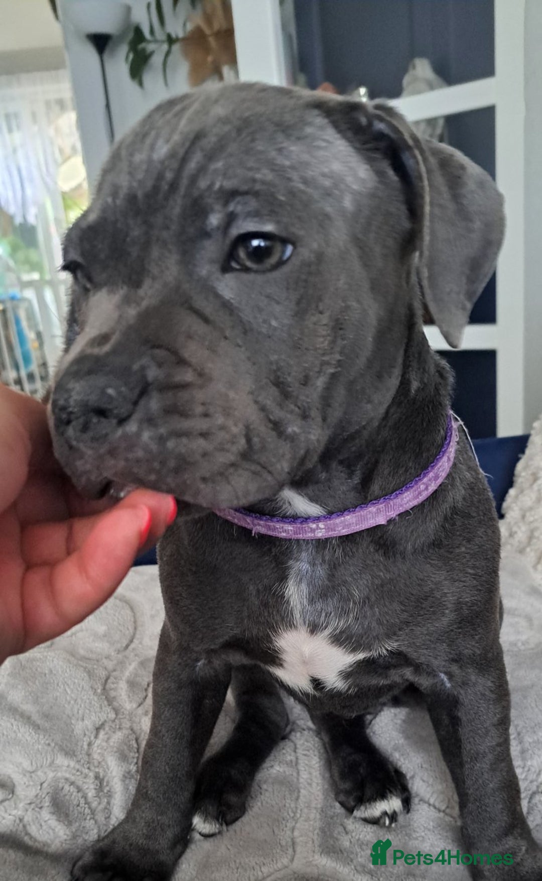 Staffordshire Bull Terrier dogs for sale: Kc registration Blue staffordshire bull terrier  - Image 4