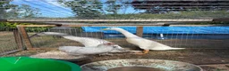 Ducks poultry for sale: Two Indian runner duck females - Advert 6
