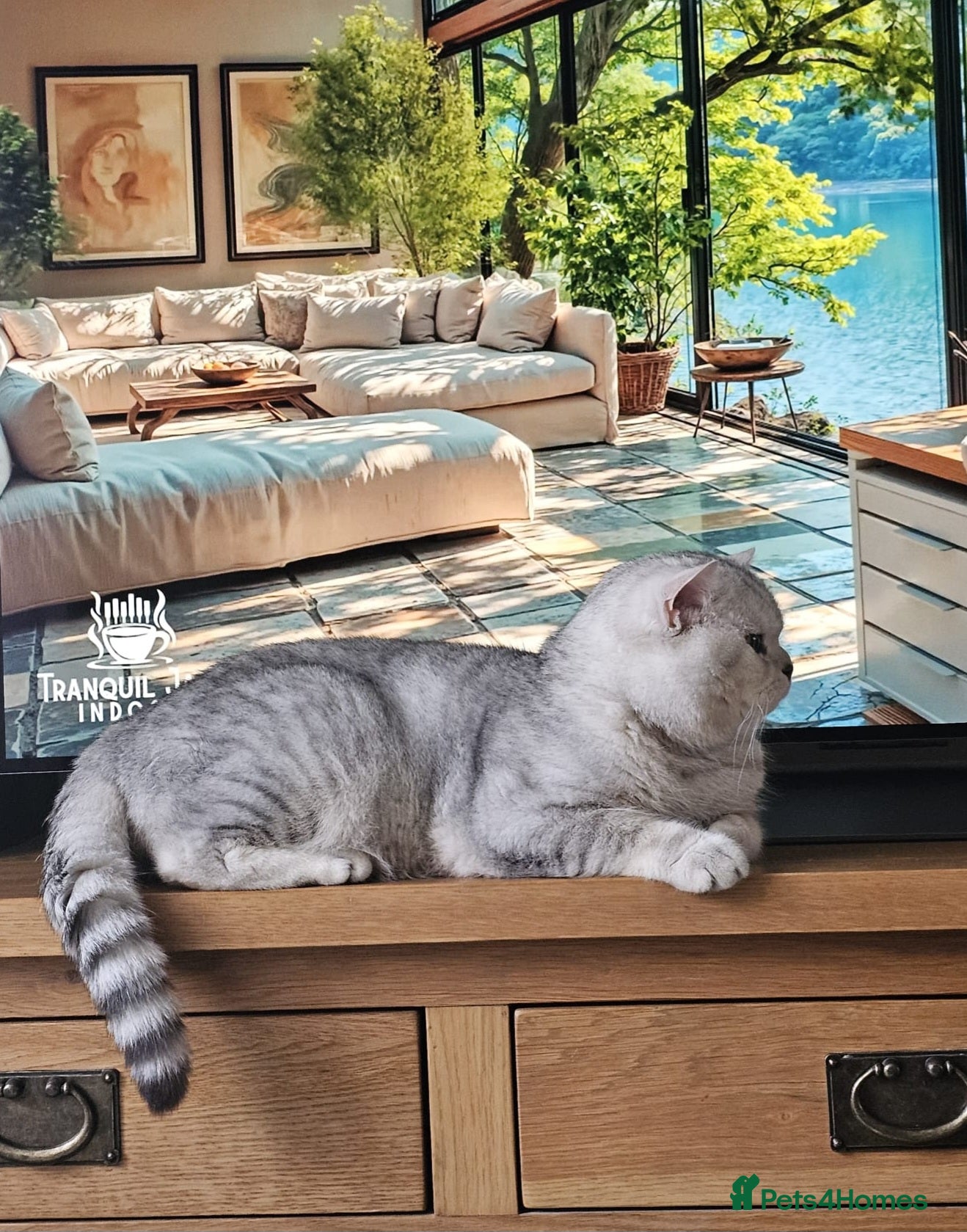 British Shorthair cats 🌟 British Shorthair Chinchilla GCCF Champion - Advert 6