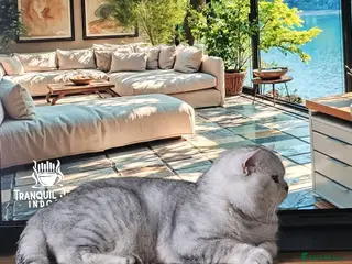 British Shorthair cats 🌟 British Shorthair Chinchilla GCCF Champion - Advert 6