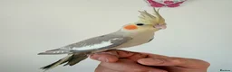 Cockatiels birds for sale: BEAUTIFUL BABY COCKATIELS NEW CAGES AVAILABLE  - Advert 4