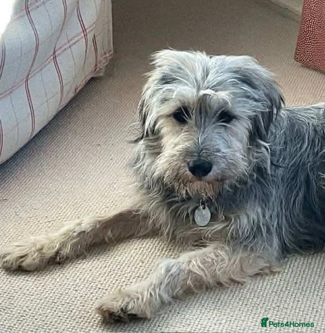 Mixed Breed dogs for adoption: Meet Martha, currently residing in Kent in Tonbridge - Advert 2