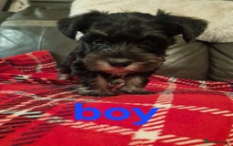 Miniature Schnauzer dogs for sale: Beautiful pure Breed miniature schnauzers - Image 5