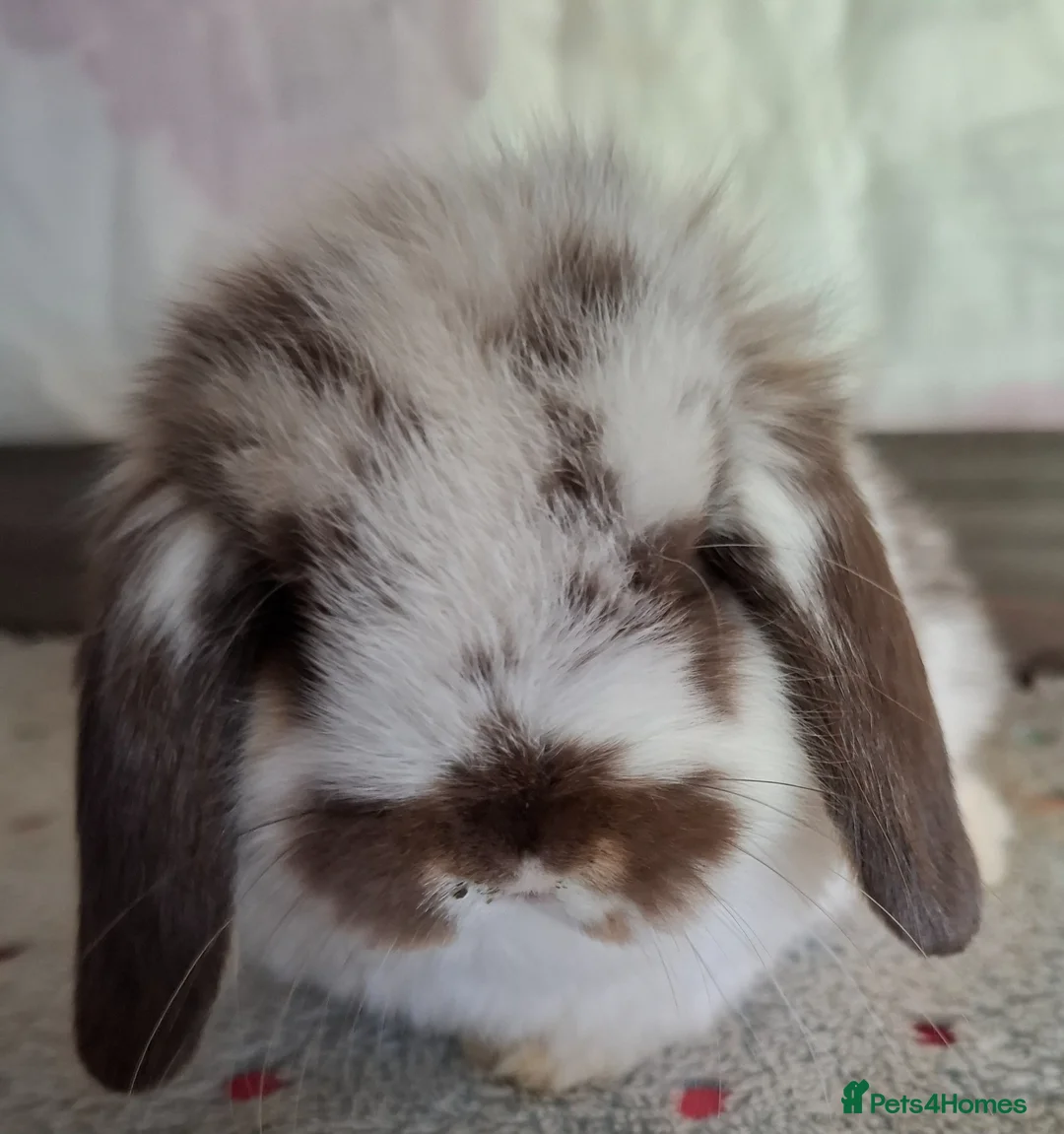 Mini Lop rabbits for sale: Mini lop bucks and does - Advert 40