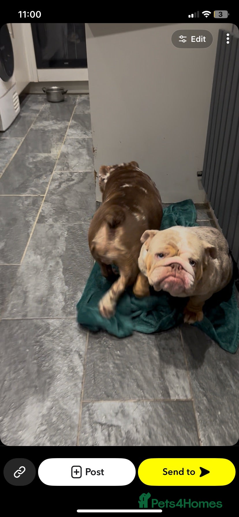 English Bulldog dogs Pearl adult female lilic Merle for sale  - Advert 1