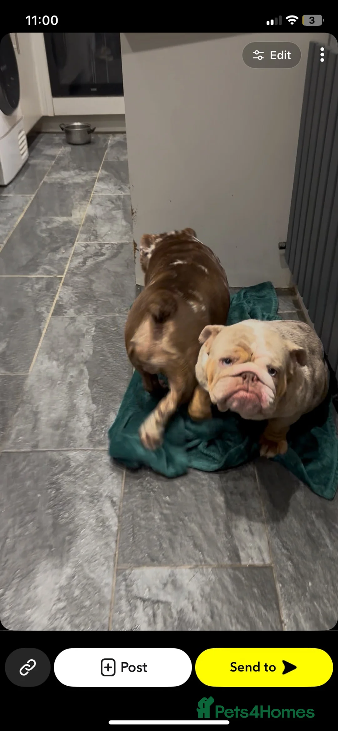 English Bulldog dogs for sale: Pearl adult female lilic Merle for sale  - Advert 1