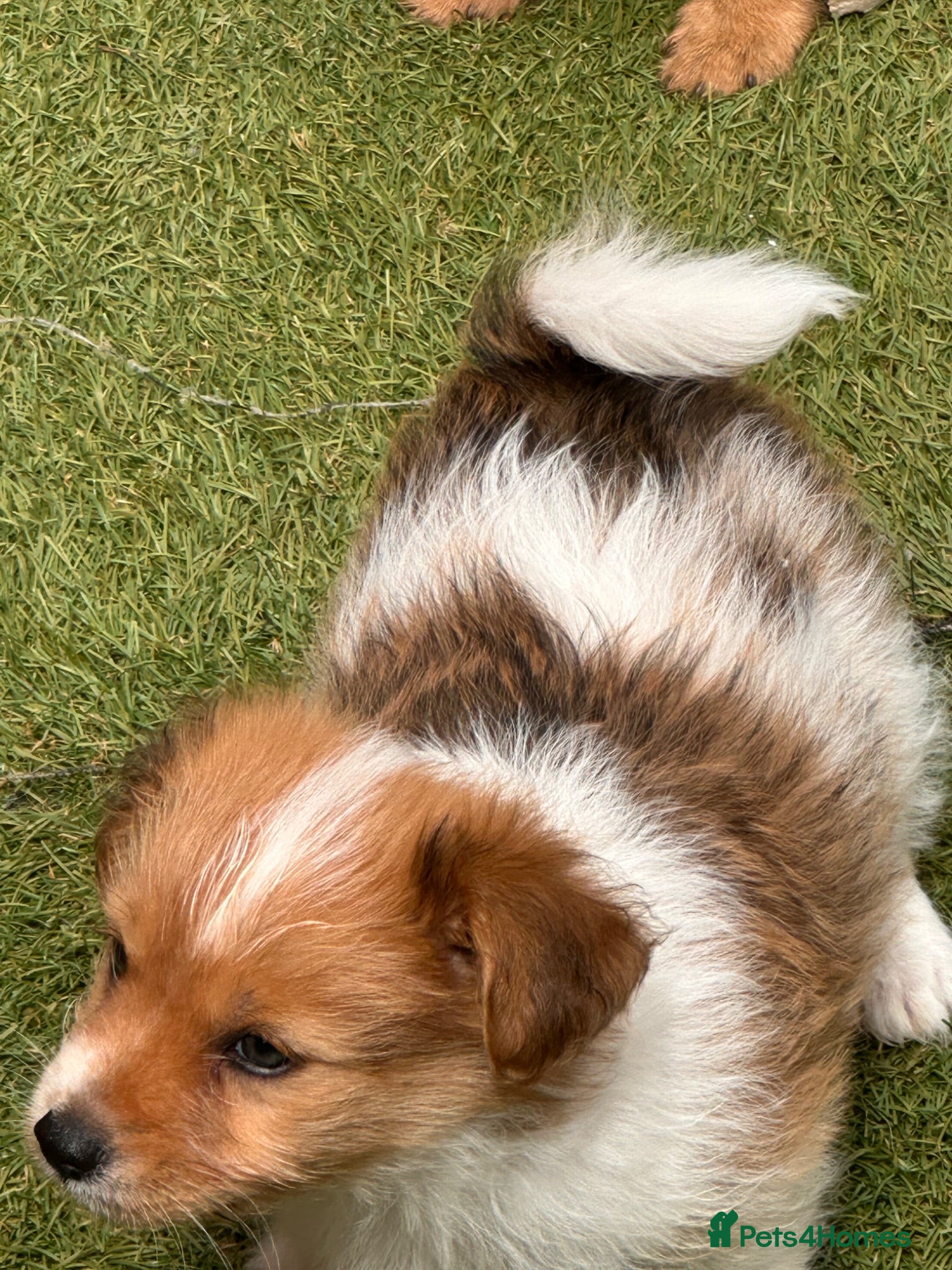Mixed Breed dogs Chihuahua x terrier puppies for sale - Advert 21