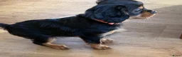Cavalier King Charles Spaniel dogs for sale: KC registered Cavalier King Charles Ready Now - Advert 11