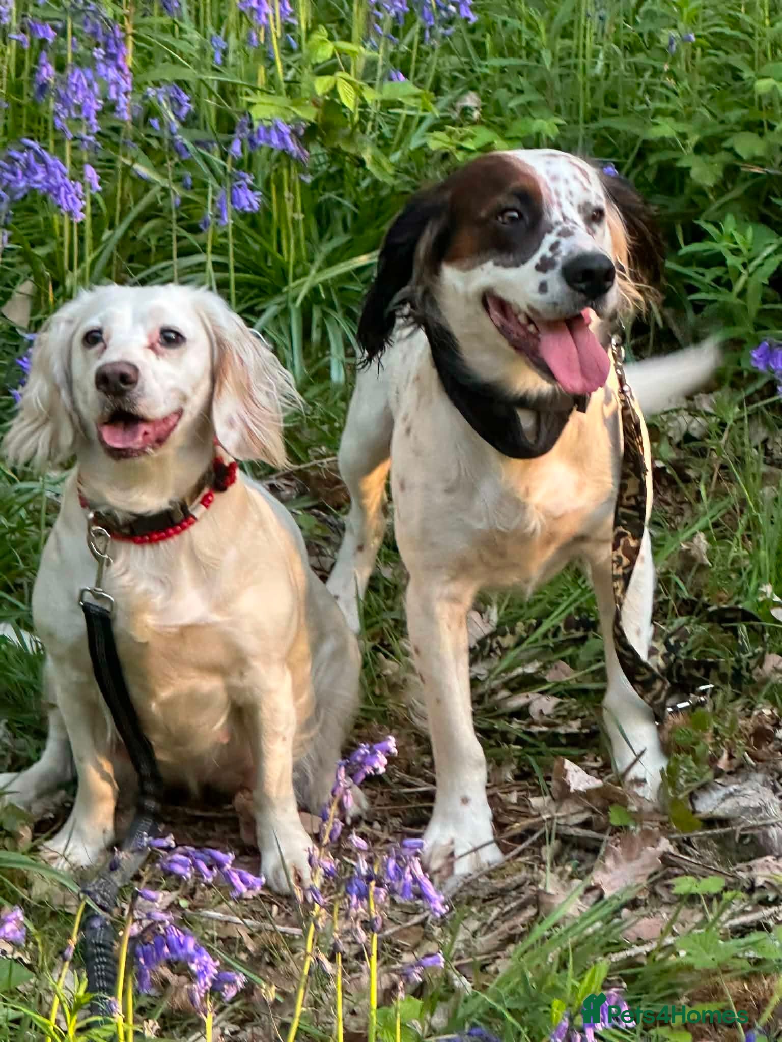 Cocker Spaniel dogs Cocker spaniel puppies  - Advert 1