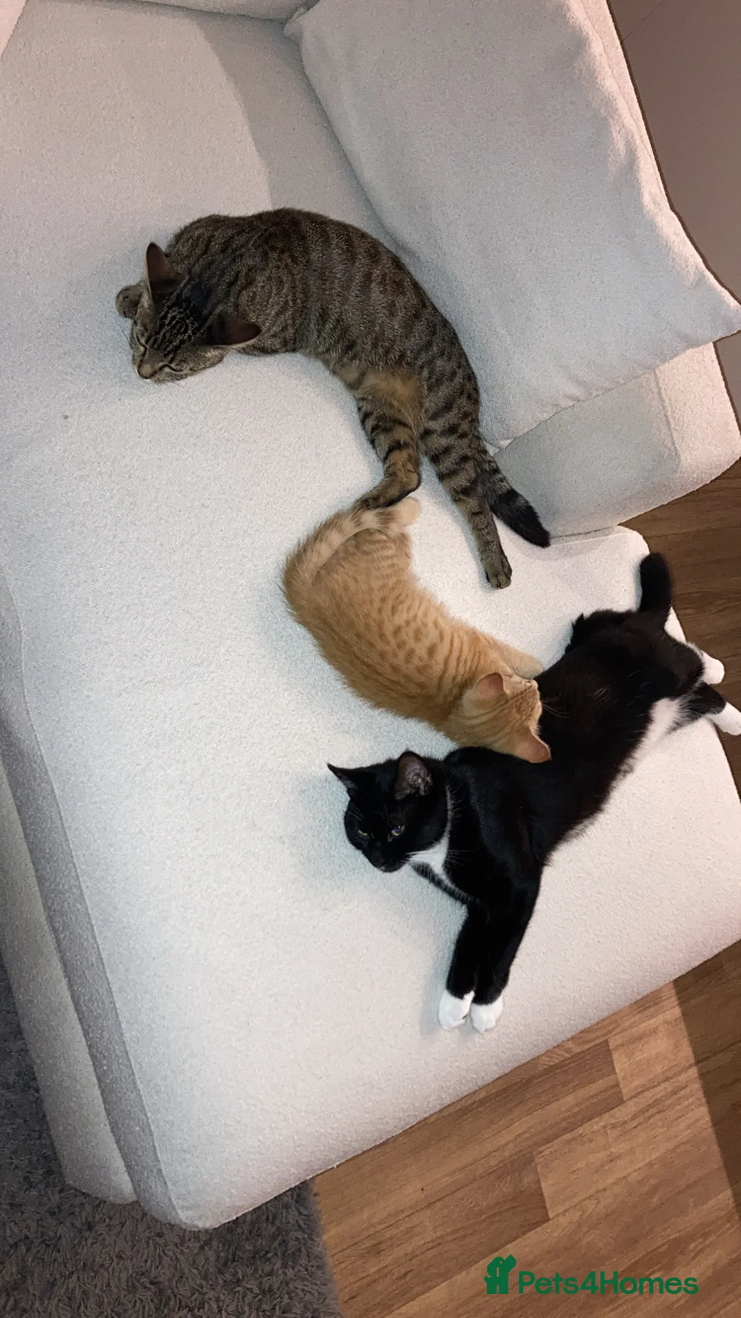 Domestic Shorthair cats for sale: urgent! Please don’t scroll past us :( 2yo sisters - Advert 3