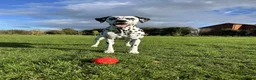 Dalmatian dogs for sale:  Harley, the enchanting half-Aussie is due soon. in Stafford - Advert 18