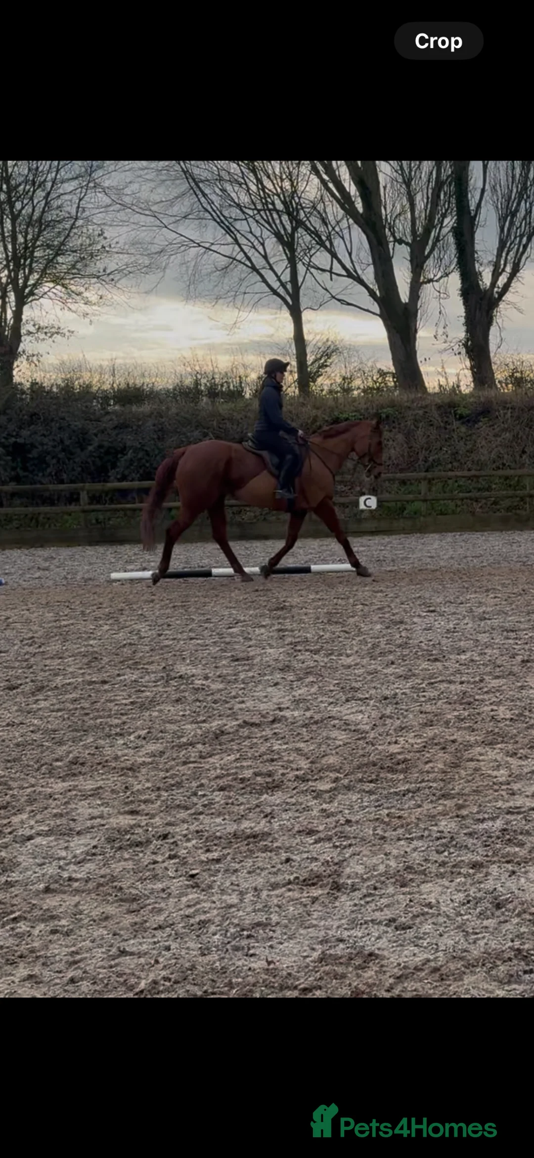 English Thoroughbred horses for sale: Bunny  - Advert 1