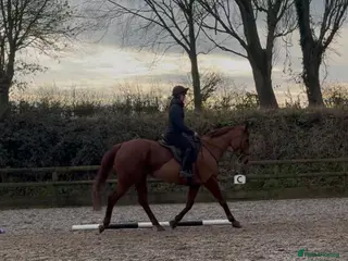 English Thoroughbred horses Bunny - Advert 1