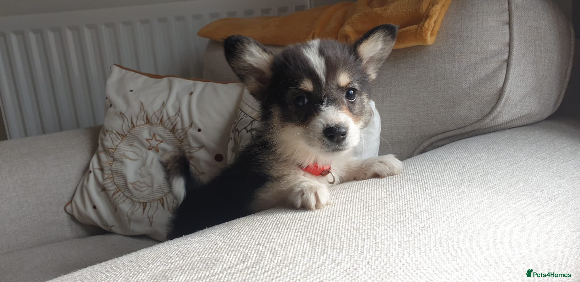 Welsh Corgi Pembroke dogs Ready now Beautiful kc Corgi Puppies - Advert 2