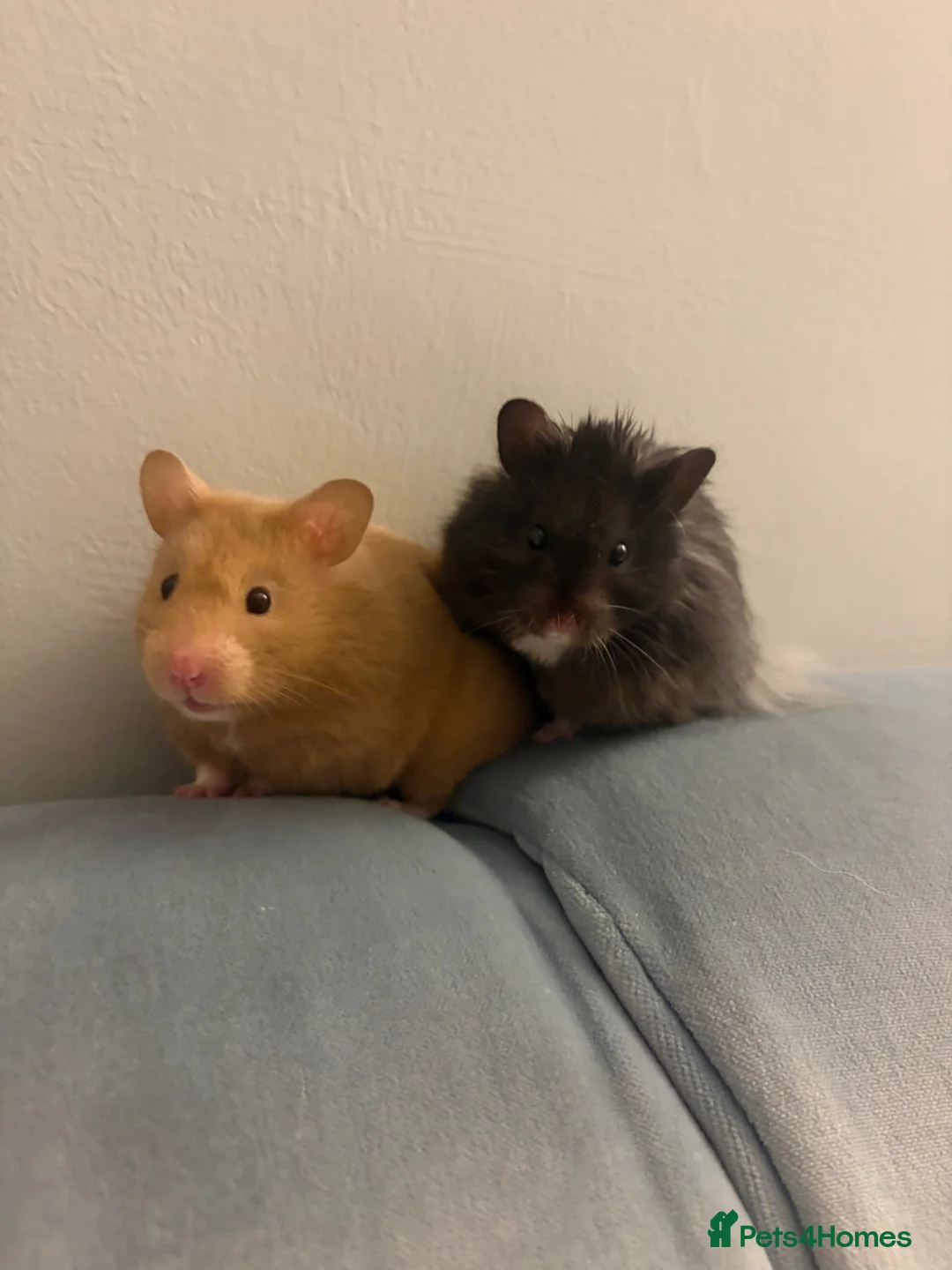 Hamster rodents for sale: Syrian Hamster Pups  in Wakefield - Advert 2