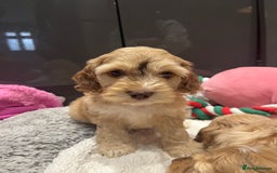 Cockapoo dogs for sale: 💗Beautiful F1 Cockapoo puppies  - Image 5