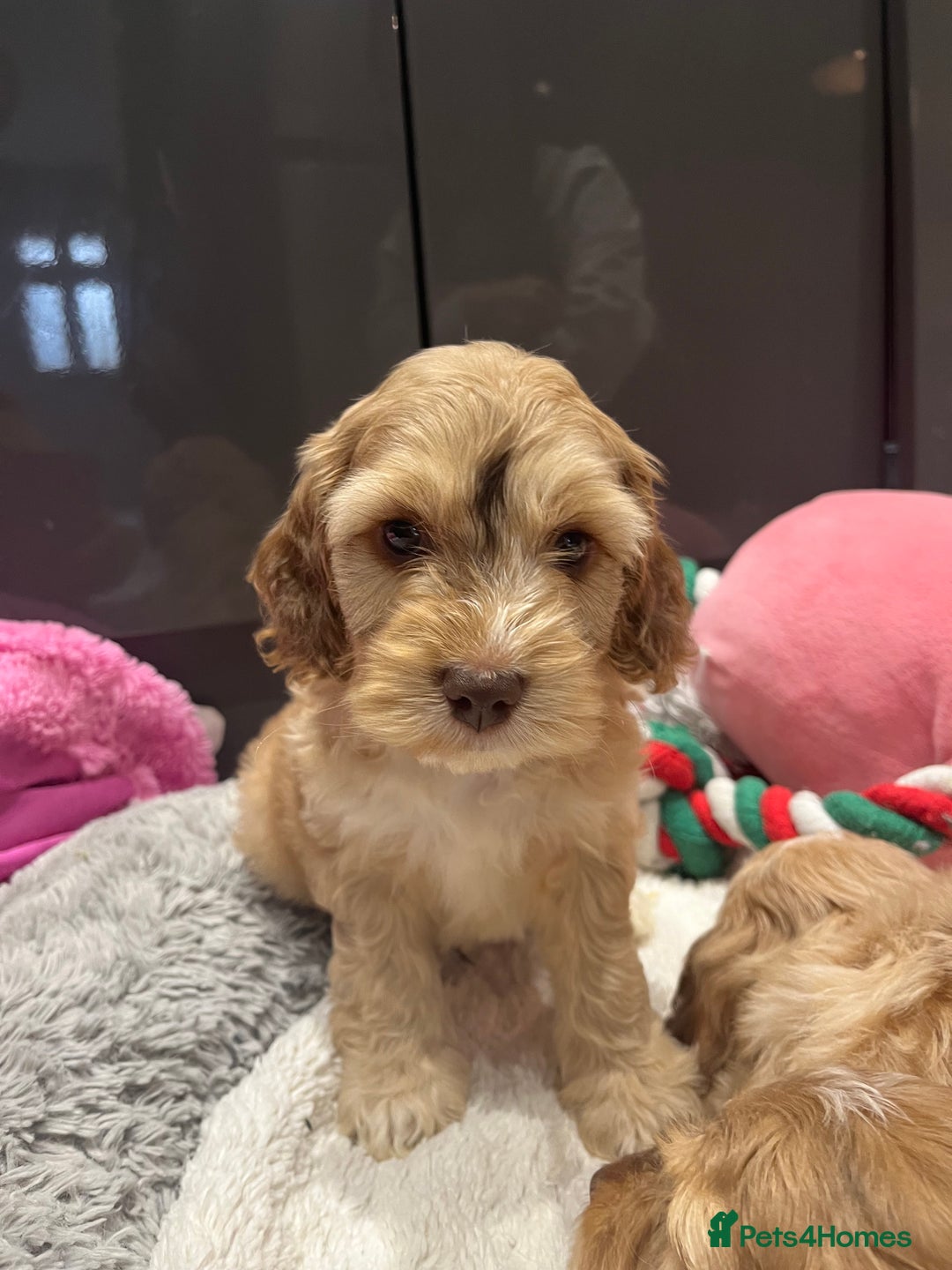 Cockapoo dogs for sale: 💗Beautiful F1 Cockapoo puppies  - Image 5