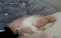 Persian cats for sale: Brown and white persion looking for a forever home - Image 1