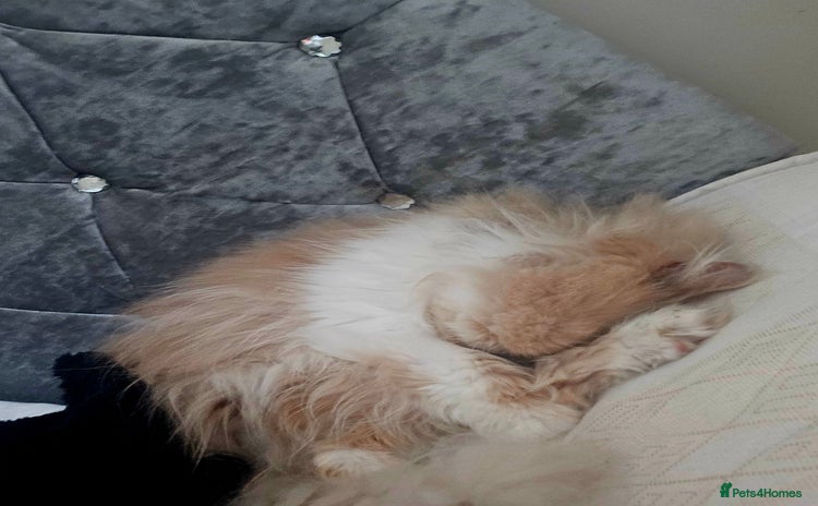 Persian cats - Advert 1