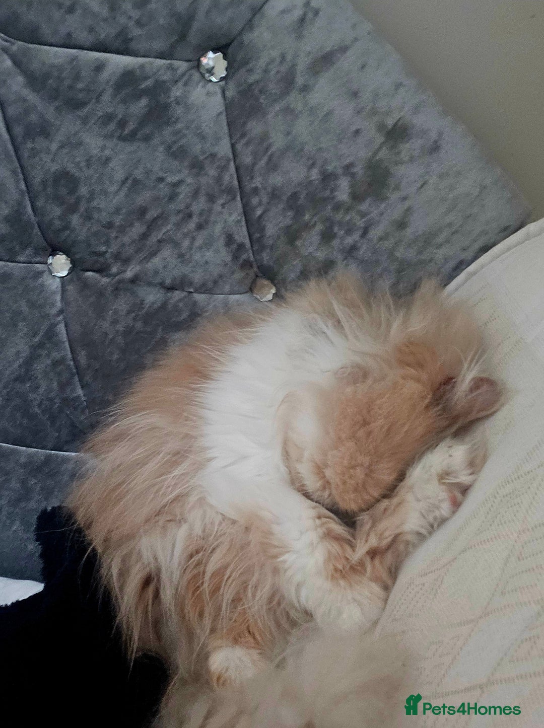 Persian cats for sale: Brown and white persion looking for a forever home - Image 1
