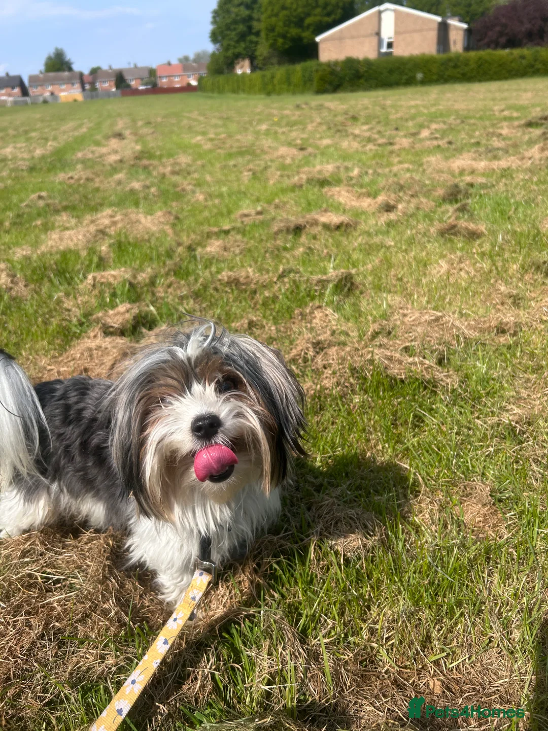 Yorkshire Terrier dogs for sale: Two biewer terrier brothers - Advert 2