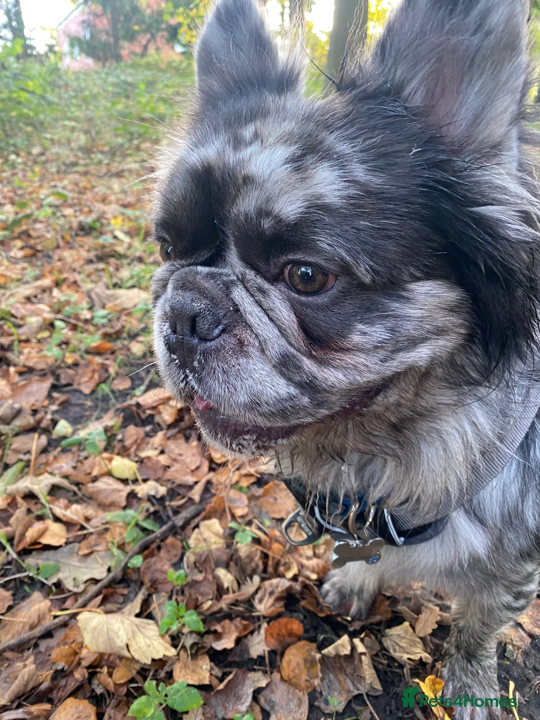 French Bulldog dogs for stud: STUD Full Fluffy Visual Merle £500 all in  in Liverpool - Advert 9
