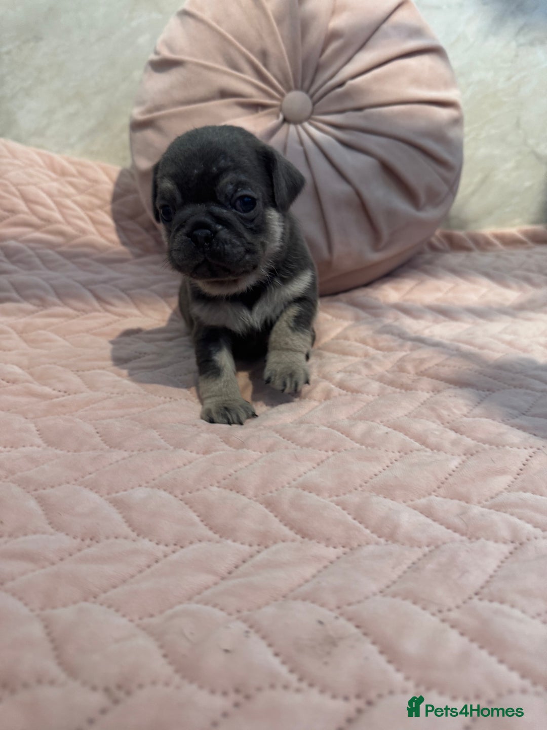 Pug dogs for sale: Only 2 left! Rare coloured pug puppies available  - Advert 18
