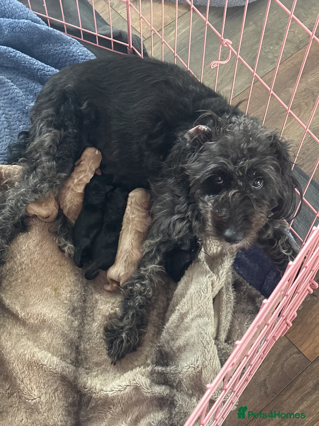 Bordoodle dogs for sale: F1b Miniature Bordoodle  - Advert 1