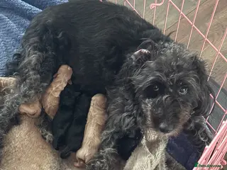 Bordoodle dogs F1b Miniature Bordoodle - Advert 2