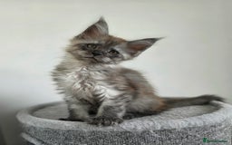 Maine Coon cats for sale: Maine Coon Magic – 3 Stunning Boy Kittens - Image 4
