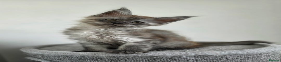 Maine Coon Kitten 2