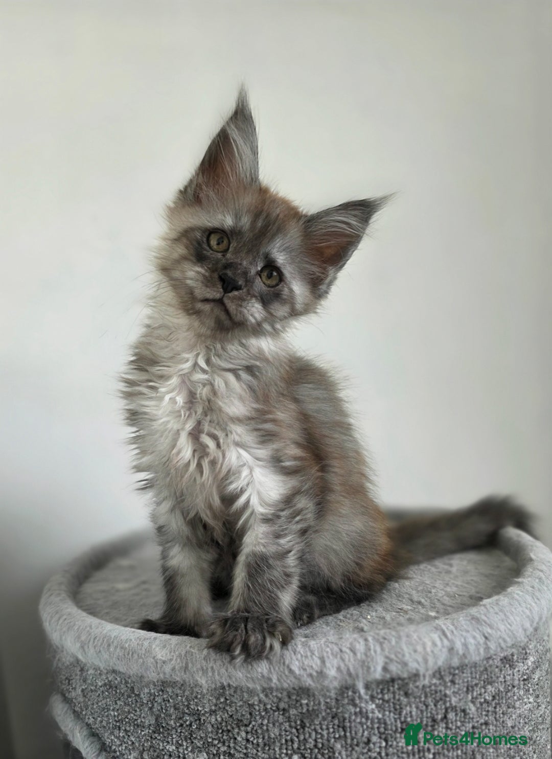 Maine Coon cats for sale: Maine Coon Magic – 3 Stunning Boy Kittens - Image 4
