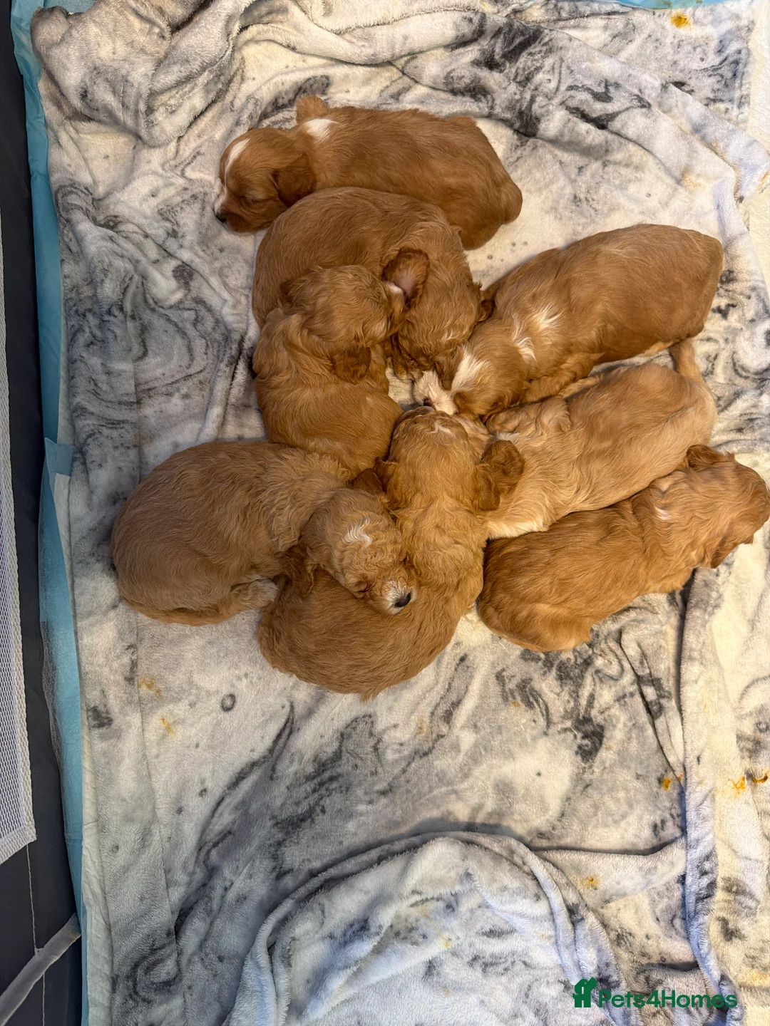 Cavapoo dogs for sale: Cavapoo puppies  - Advert 17