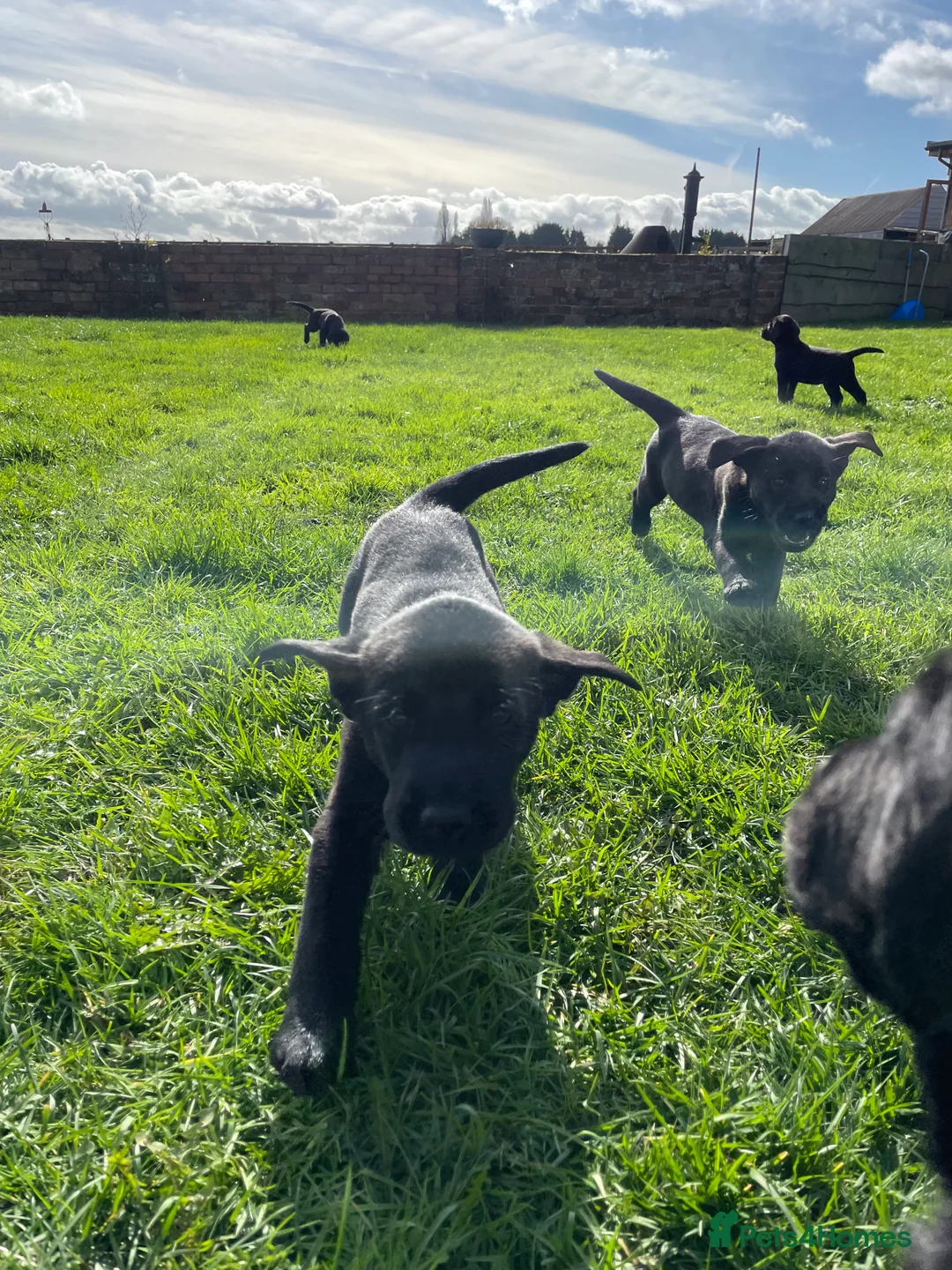 Labrador Retriever dogs for sale: Labrador puppies - Advert 6