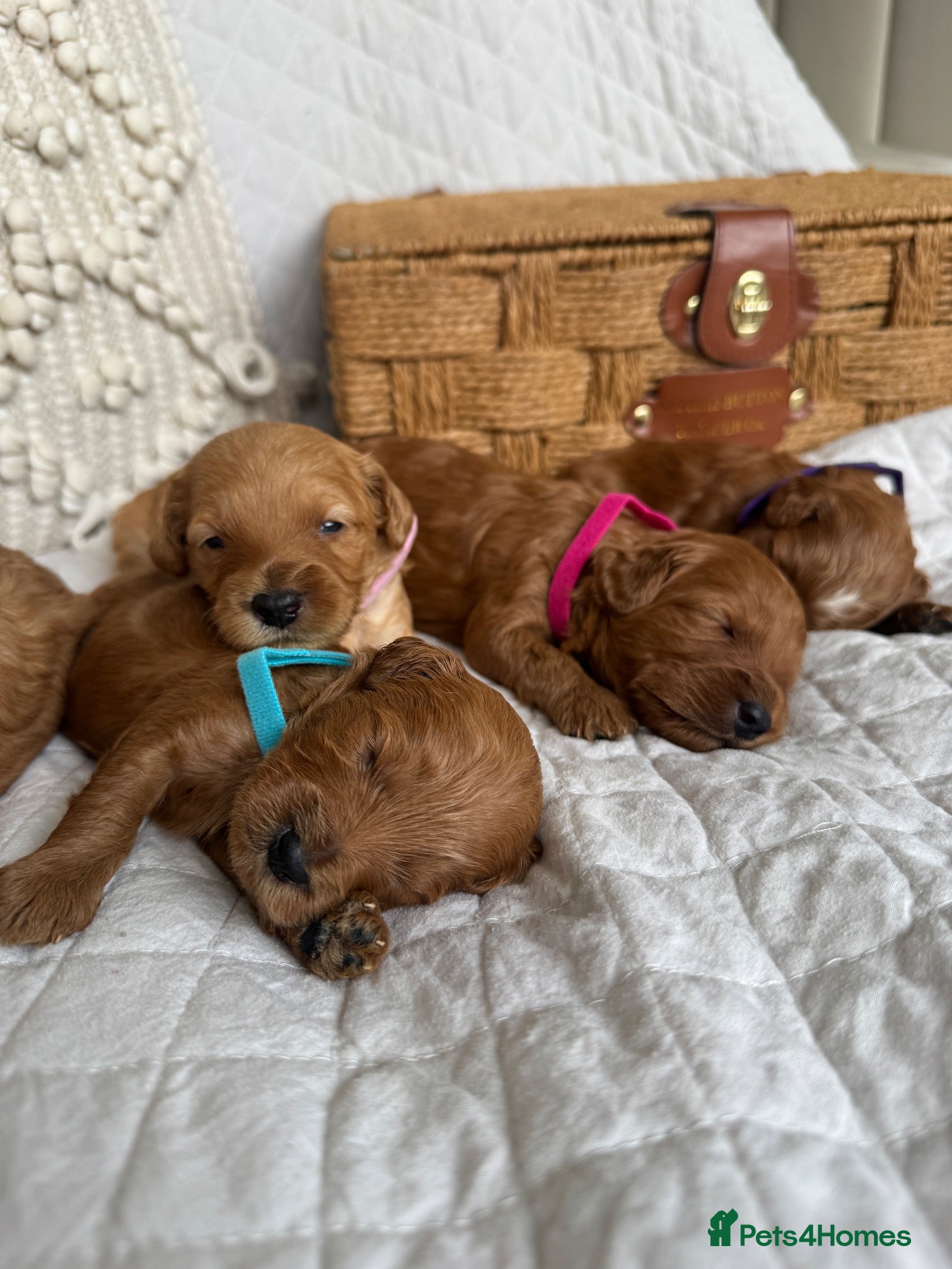 Cavapoo dogs Beautiful Red Cavapoo Puppies - Advert 1