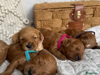Cavapoo dogs Beautiful Red Cavapoo Puppies - Advert 2
