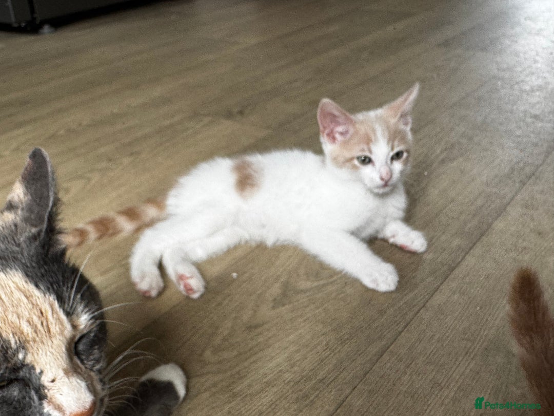 Mixed Breed cats for sale: Two male kittens  - Image 4