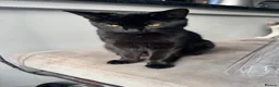 Mixed Breed cats for sale: Kittens/cats looking for their forever home in Luton - Advert 12