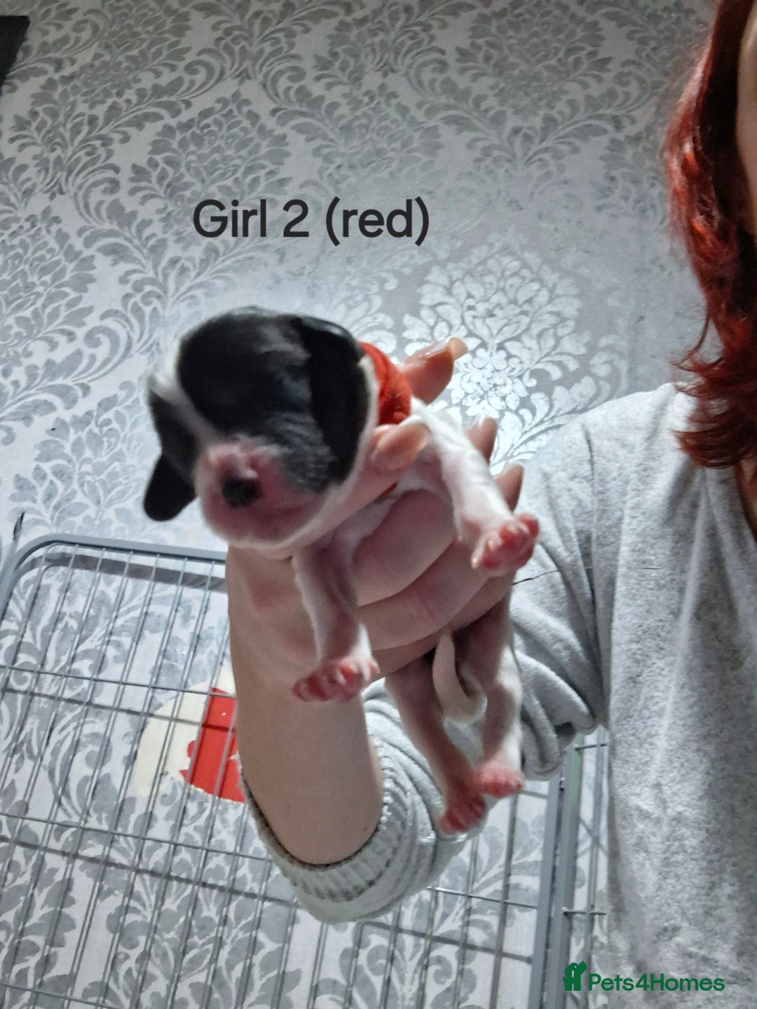 Sprocker dogs for sale: Sprocker/Springer Spaniel pups - Advert 14