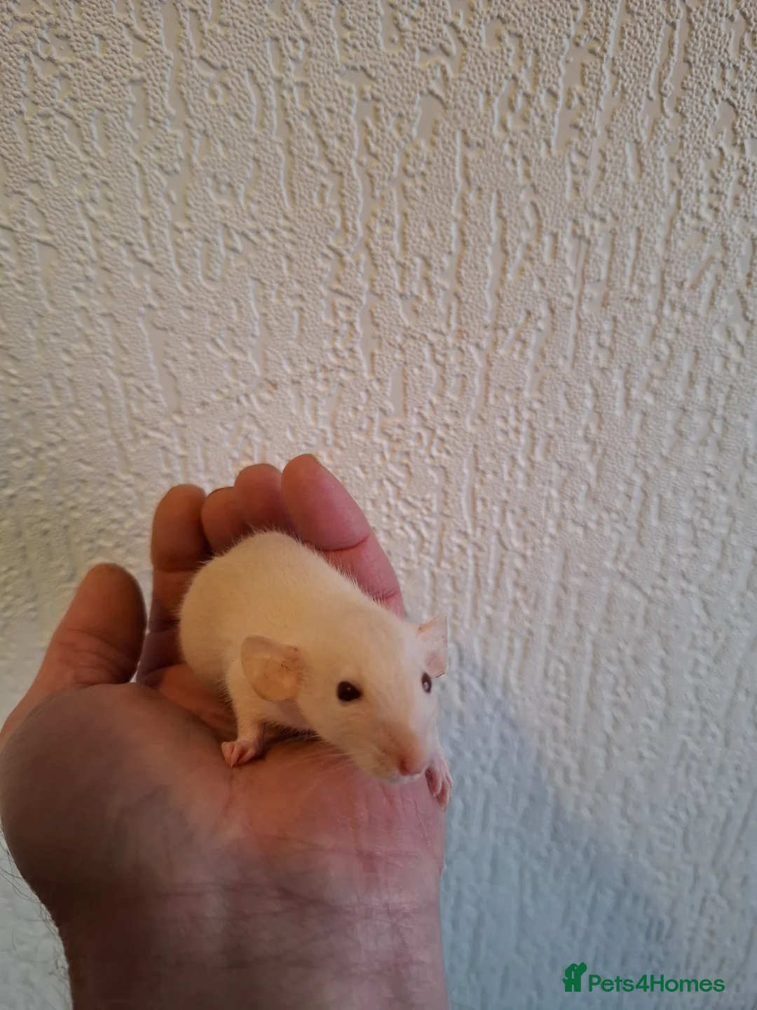 Rat rodents for sale: DWARF RATS - Advert 3