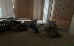 Mixed Breed cats for sale: British shorthair X British shorthair x Tabby - Image 1