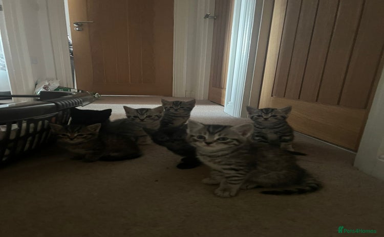 Mixed Breed cats for sale - Advert 1