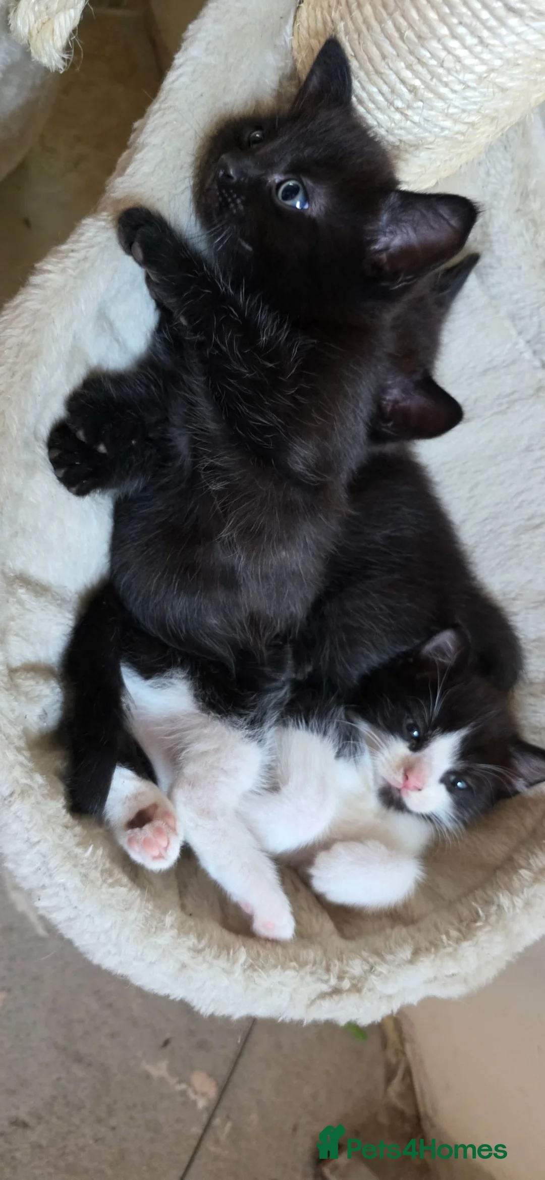 Mixed Breed cats for sale: Ragdoll mum kittens - Advert 1