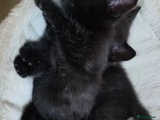 Mixed Breed cats Ragdoll mum kittens - Advert 1