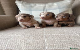 Miniature Dachshund dogs for sale: Stunning miniature long haired Dachshund’s  - Image 5