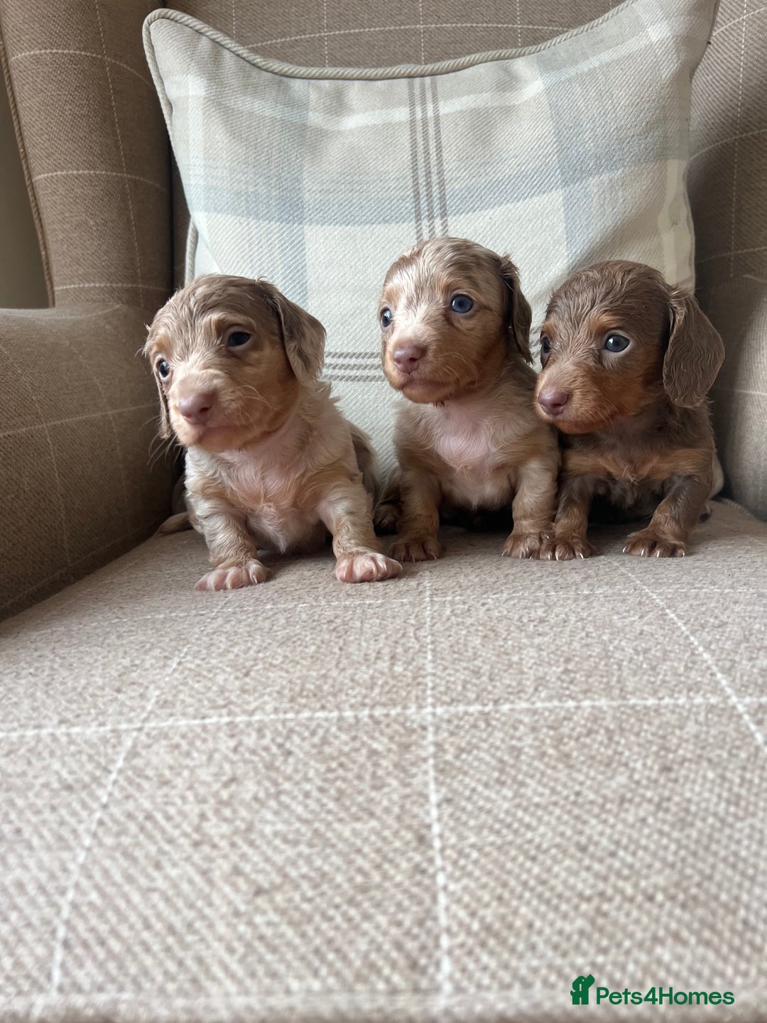 Miniature Dachshund dogs for sale: Stunning miniature long haired Dachshund’s  - Image 5