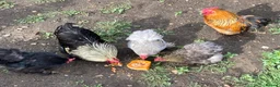 Chickens poultry for sale: Bantam cockerel in Norwich - Advert 4