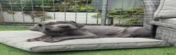 Great Dane dogs for sale: Ready to go! Blue Great Danes - 2 Girls Remaining! - Advert 3